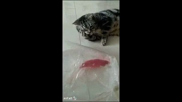 Смешные коты на рыбалке # смотреть онлайн