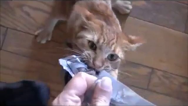 Смешные Кошки! 'Улыбнись 5' ТВ смотреть онлайн