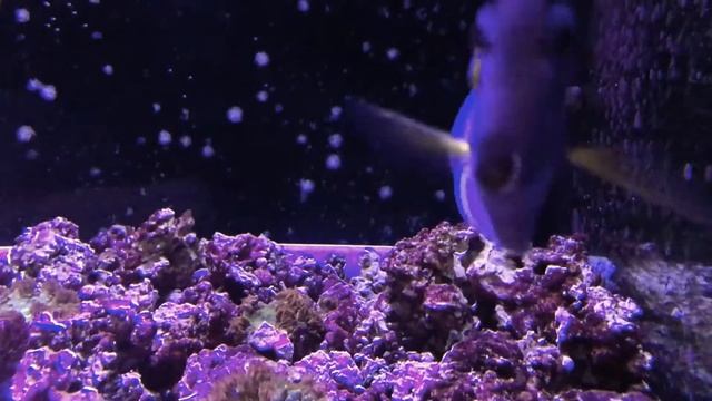 Hybrid Powder Blue/White Cheek Tang - Premium Aquatics смотреть онлайн