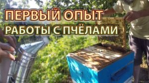 Мой первый опыт работы с пчелами, вопросы, ответы