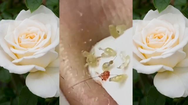 A011.проверь свою клетку каждые выходные так здорово смотреть онлайн