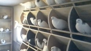 Ижевские голуби