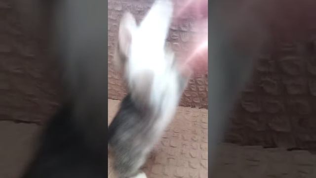 шустрый Вася. смотреть онлайн