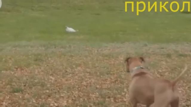 прикол 7 смотреть онлайн