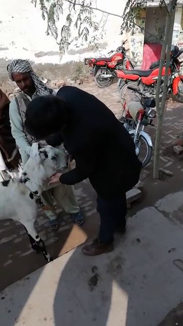 Fascioliasis in Goats смотреть онлайн