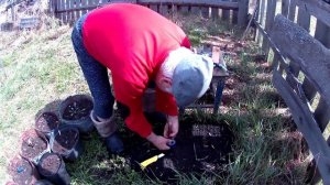 Прививка улучшенной окулировкой в конце апреля