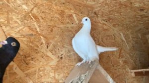 ГОЛУБИ Луганские статные. Голуб МИРА МИР НА ДОНБАССЕ