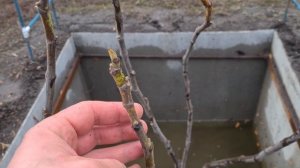 Выращивание инжира в суровом климате средней полосы Р