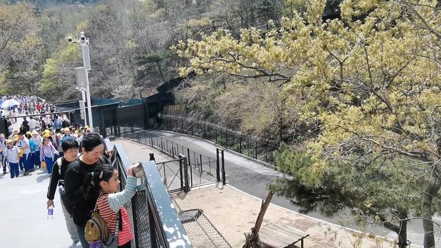 Медведи в Dalian Forest Zoo (г. Далянь)