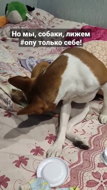 За деньги да. О собаках и людях #приколы #собака #юмор #инстасамка #деньги #заденьгида #продажность смотреть онлайн