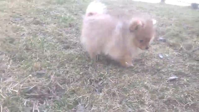 Mikki (померанский шпиц, родился 05.12.15) смотреть онлайн