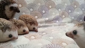 Слово ежа хрен на асфальте. Банда Хренобусов. 1-я серия. #хренобус @bloptop