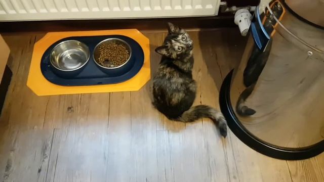 СКОРЕЕ, Я ЕСТЬ ХОЧУ!😍Смешные коты | Lustige Katzen | Милые котята | Забавные кошки | Funny cute cat смотреть онлайн