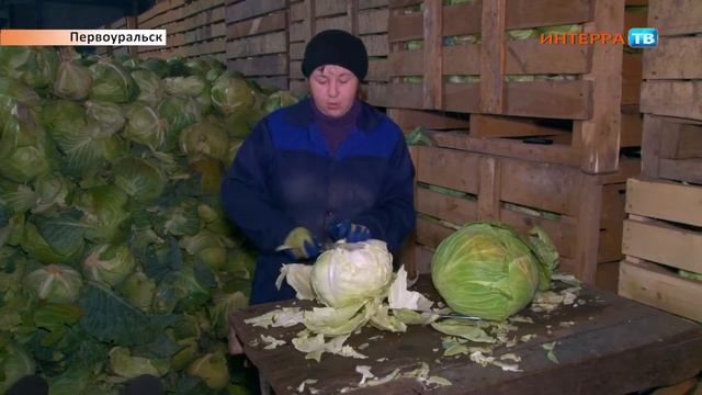 Урожай капусты 19 10 17