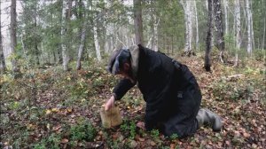 Находка под деревом