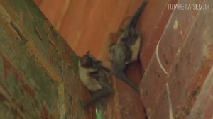 Стрижи  Пернатые дети воздуха   Интересные факты про стрижей