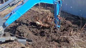 Малыш Rippa vs огромный пень клёна