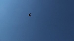 голуби Мелитополя...у Валерия.