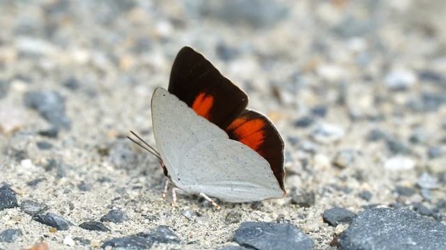 ★閲覧注意★　ウラギンシジミの開翅 смотреть онлайн