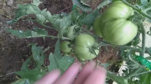 Выращивать томаты в один ствол или в два_ В чем разница_