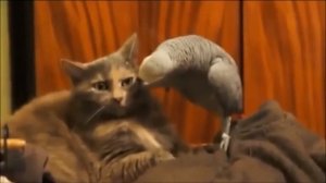 =Кот и попугай-озвучка от google=