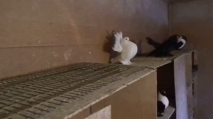 Статные Голуби Воронежа