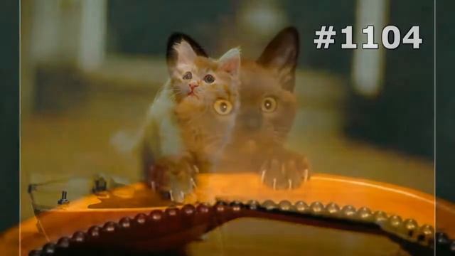 #1104 Новые приколы с кошками смотреть онлайн