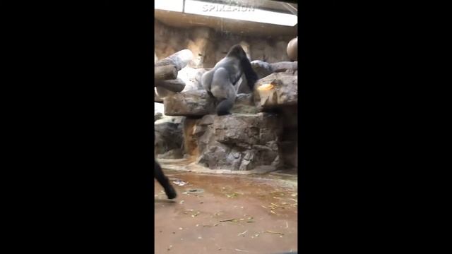 Забавные животные #3 смотреть онлайн