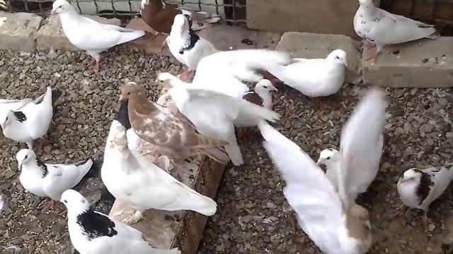 Голуби Калмыкии