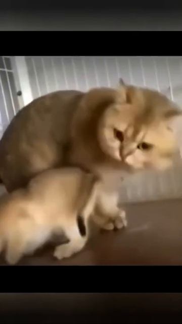 ПРИКОЛ ..Очень смешные видео.приколы тик ток.приколы 2021 смотреть онлайн
