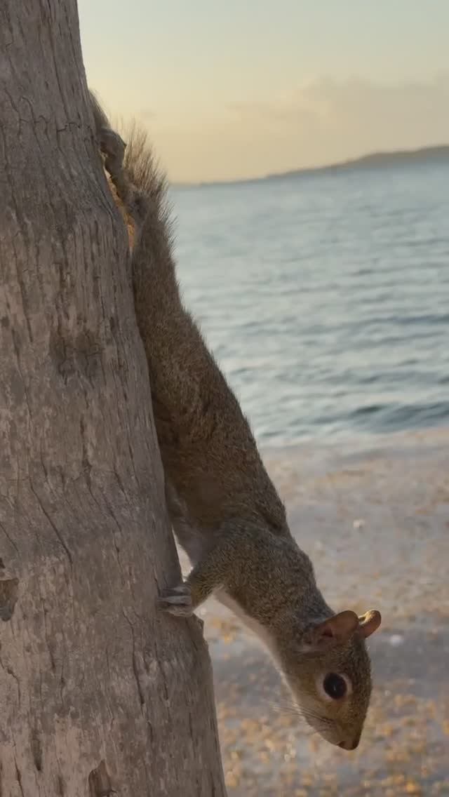 Белочка Майами