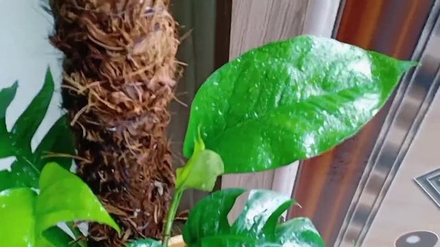 Epipremnum Pinnatum / Dragon Tail Care Best Indoor Plant