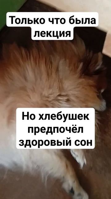 Здоровый сон вместо лекции 😴🐾 #животные #шпиц #собака #хлебушек #рыжий #лень #лекция #сон смотреть онлайн