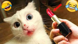 Приколы с животными🥰☠️ Смешные видео про животных 😘СМЕШНОЕ ВИДЕО🤩 Наши любимые смешные животные