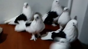 Голуби Мелитополь Крамаренко Игоря Викторовича. Мелитополь. Мелитопольские.
