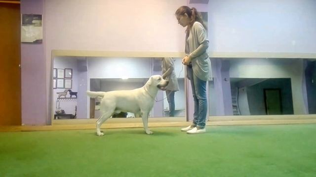 Занимаемся перед выставкой) смотреть онлайн