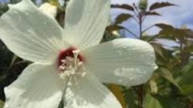 Hibiscus | Variety of Hibiscus смотреть онлайн
