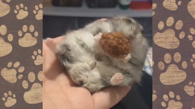 ХОМКИ Семка застрял! Смешные хомячки озвучка приколы ? смотреть онлайн