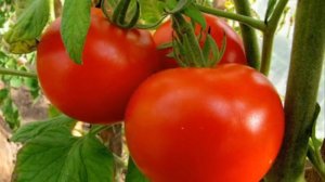 собираем семена со своих томатов