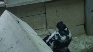 Голуби Самары Апрель 2013г.