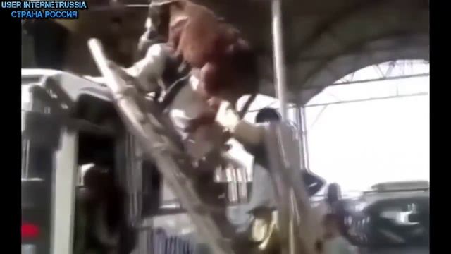 Смешные Видео Подборка Приколы Полный Улет Угар#4 смотреть онлайн