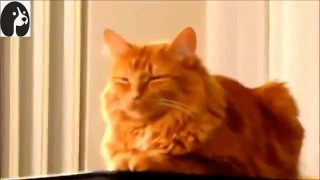 Смешные и забавные коты, веселое видео, 2015. Смешно до слез смотреть онлайн