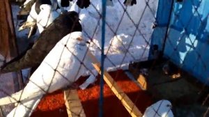 Супер выставка голубей.   Горловка 2часть.