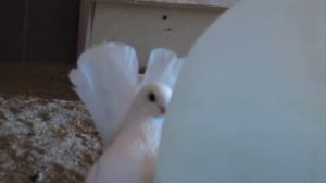 Статные голуби в Новосибирске .