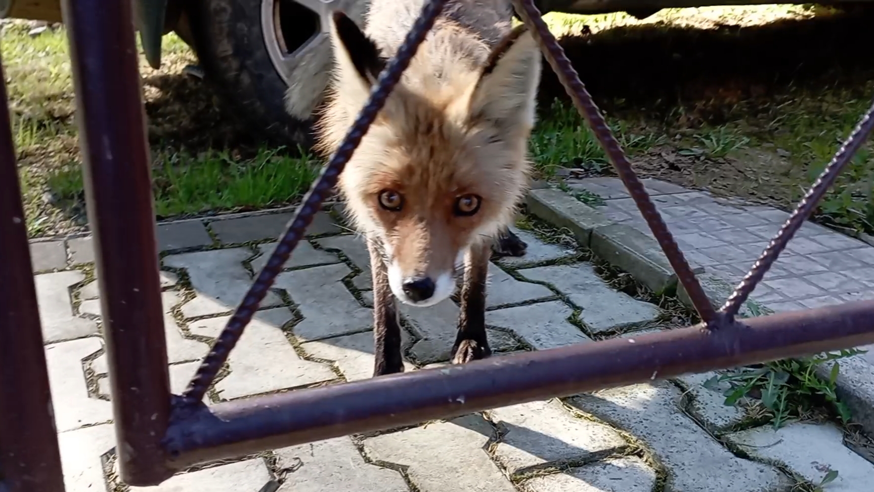 (1003) Лиса приходит в гости. Апрель 2025 смотреть онлайн