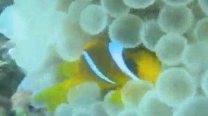 В поисках Немо   2