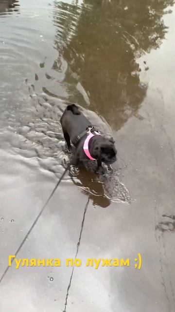 Гуляем по лужам после дождя #мопсы #приколы #мопс #смешныемоменты смотреть онлайн