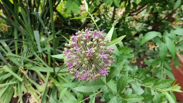 ДЕКОРАТИВНЫЙ ЛУК АЛЛИУМ В САДУ: ПОСАДКА И УХОД / Allium in the garden смотреть онлайн