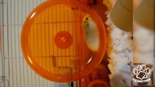 Смешные приколы с хомяками, видео про хомяков смотреть онлайн
