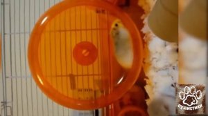 Смешные приколы с хомяками, видео про хомяков